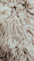 Close-up view of soft wool texture revealing its natural curls and fibers photo