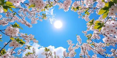 Blooming cherry blossoms frame a bright sunny sky on a clear day photo