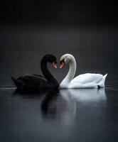 Swans and black swan share a serene moment in calm water at dusk photo