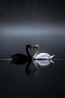 Black and white swans create a heart shape on calm water surface photo