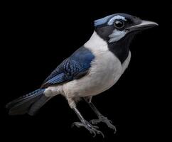 Colorful bird perched against a dark background showcasing vibrant feathers photo