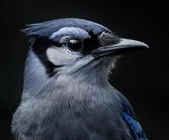 Captivating close-up of a blue jay perched against a dark backdrop photo