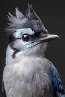 Blue jay perched confidently against a dark background photo