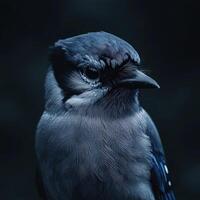 Blue jay perched quietly in low light with striking features and detail photo