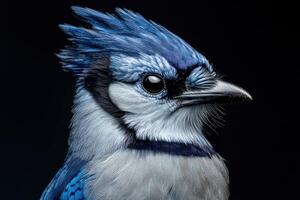 Blue jay perched against a dark background showcasing vibrant feathers photo