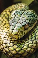 Close-up of green and yellow snake resting on foliage in a tropical setting photo