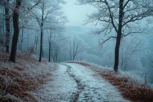 Snowy path winding through frosty winter forest on misty day photo