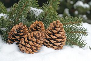 Pine cones resting on snow with fresh pine branches in background photo