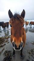 Brown horse standing on a beach with other horses in the background photo
