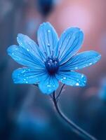 Vibrant blue flower showing fresh dew drops in soft light photo