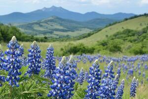 Blooming lupine flowers creating vibrant meadow with mountain vista photo