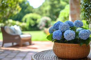 Blue hydrangeas in wicker basket decorating patio table in lush garden photo