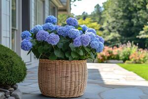 Blue hydrangeas blooming in wicker basket on a patio photo