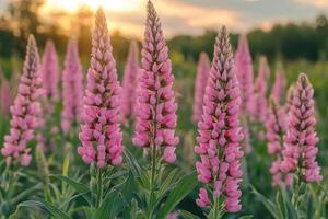 Pink lupine flowers blooming in field at sunset photo