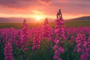 Lupine flowers blooming in field at sunset creating stunning scenery photo