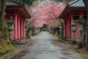 Japanese temple path with pink cherry blossoms in full bloom creating a tunnel photo