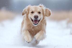 Golden retriever running in snow with happy expression photo