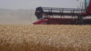Ripe wheat on the field. Yellow spikes of wheat on the blurred background of combine harvester. Seasonal works in the farmland. video