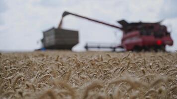 Field with ripe wheat during seasonal works. Blurred background of a combine harvester pours out grains into the tractor. Harvesting concept. Close-up. video