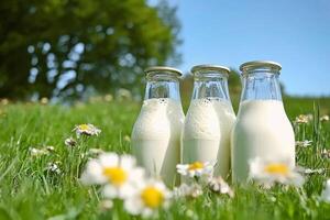 Three bottles of milk sit on the grass in front of daisies photo