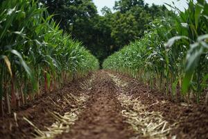 A field of corn with dirt and grass photo