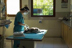 A woman is examining a cat on a table photo