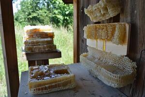 A beehive with honeycomb on the outside of it photo