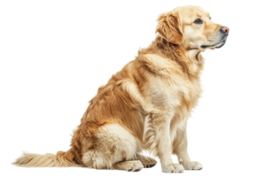 Golden retriever sitting gracefully against a plain background in a studio setting png