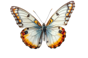 Colorful butterfly displaying vibrant patterns and intricate wing structure under bright lighting png