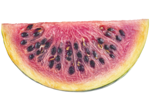 Juicy watermelons sliced and ready for summer enjoyment with bright colors and seeds visible png