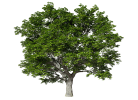 Cutout single jungle green tree standing on transparent backgrounds 3d rendering png