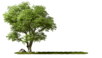 Copy-space cut out greenery big trees on grassy transparent backgrounds 3d rendering file png