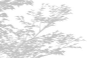 Isolated realistic shadow tropics trees branches leaves movement 3d rendering png