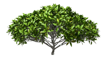 Realistic tree shrub green foliage on transparent backgrounds 3d render png