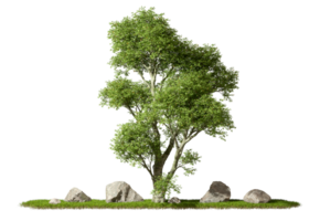 Cutout tropics greenery jungle tree and rock on grassy scene transparent backgrounds 3d rendering png