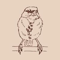 Titmouse. Hand drawn illustration. vector