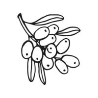 Sea buckthorn hand drawn illustration. Branch with berries, and leaves. vector