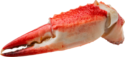close-up of a red crab claw with detailed texture and sharp edges on isolated background for seafood and culinary presentations png