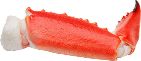 fresh red crab claw with vibrant color and detailed texture on isolated background png