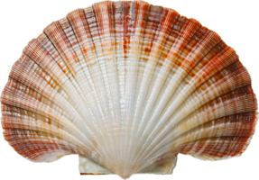 detailed close-up of a scallop shell with textured ridges and natural gradient colors on isolated background png