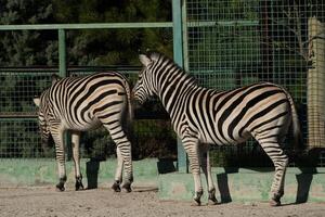 Zebras Enclosure Zoo Animals - Two zebras stand in an enclosure at the zoo. photo
