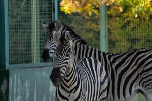 Zebras Zoo Enclosure Autumn. Two zebras stand close together in a zoo enclosure during autumn, likely for warmth or companionship. photo