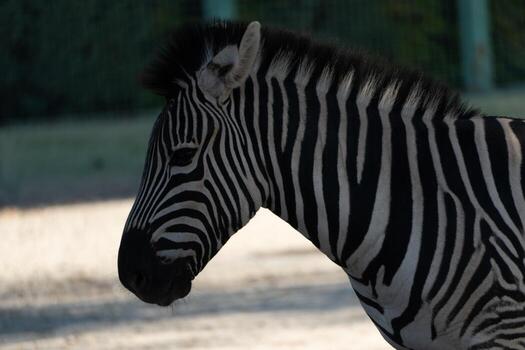 Zebra Zoo Enclosure Portrait. Captive Plains Zebra resting calmly in zoo enclosure, daytime, showcasing its distinctive stripes for educational purposes. photo