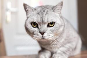 Cat Grey Eyes Closeup - A close-up shot of a grey cat with intense green eyes looking directly at the camera. The cat's expression is serious and focused. photo