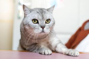 Cat, Gray, Portrait - A close-up portrait of a gray cat looking intently towards the right, sitting on a table indoors. photo
