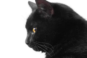 Profile of a black cat isolate on a white background. photo