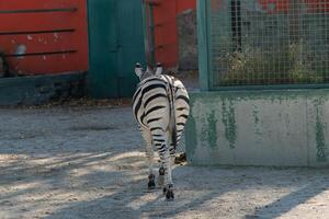 Zebra Zoo Enclosure Backside. Captive Zebra rear view in zoo enclosure, daytime, showcasing animal captivity. photo