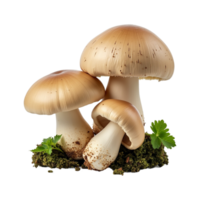 A detailed close-up of three mushroom against a transparent background. png