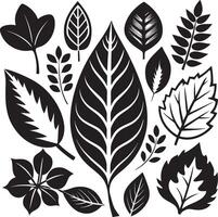 Graceful Black Botanical Illustrations vector
