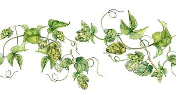 Hop cones on vine with leaves in watercolor on seamless border isolated. Humulus plant in botanical style. Repeating branch of hop hand drawn. Elements for beer festival, textile, label, Octoberfest. vector